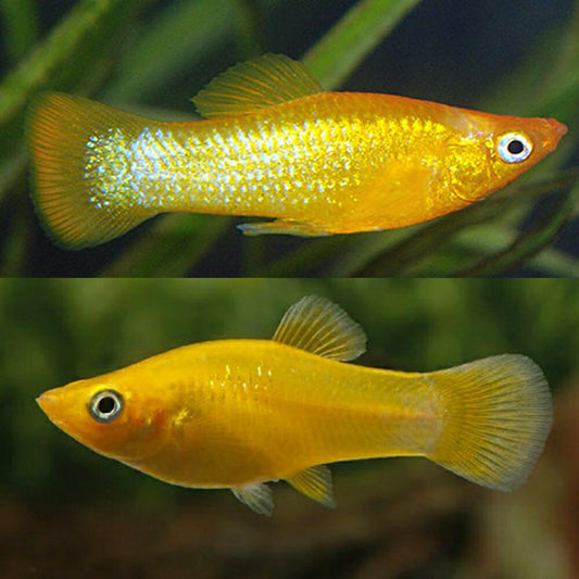 Molly - Mini Gold Nugget