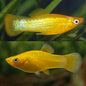 Molly - Mini Gold Nugget
