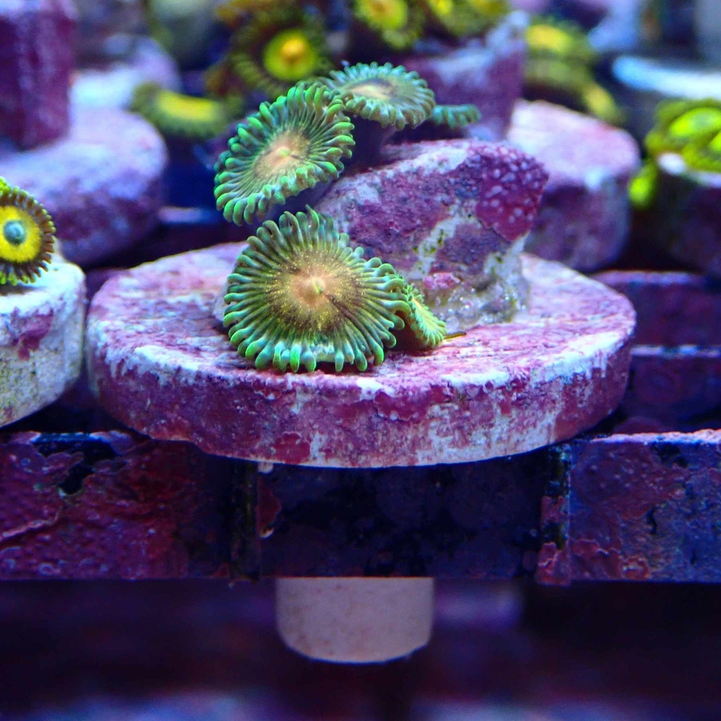 Zoanthid [Aquacultured]