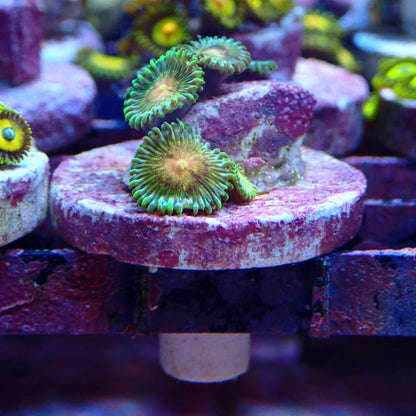 Zoanthid [Aquacultured]