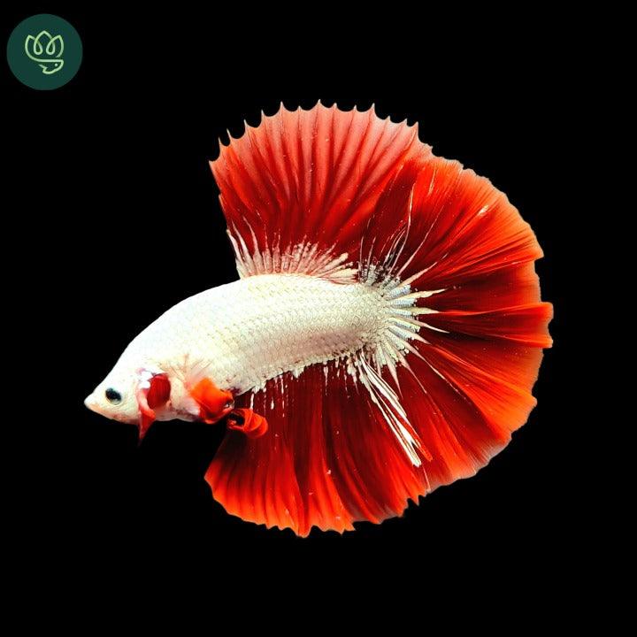 Betta Halfmoon Male - Assorted