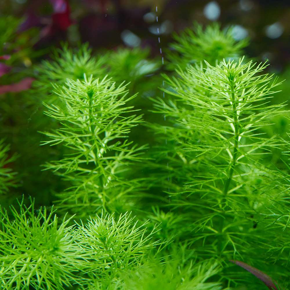 Myriophyllum Guyana