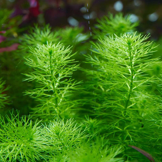 Myriophyllum Guyana
