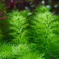 Myriophyllum Guyana