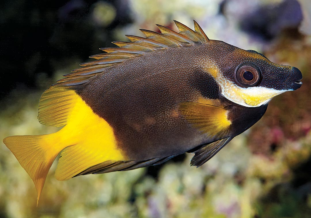 Foxface - BiColour – Aquarium Gallery