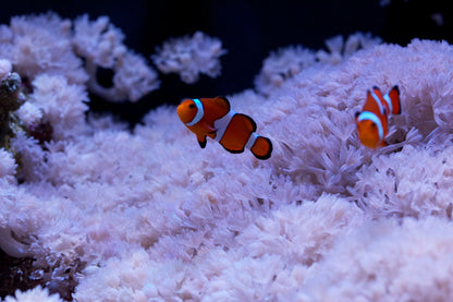 Pulse Corals (Xenia sp.)