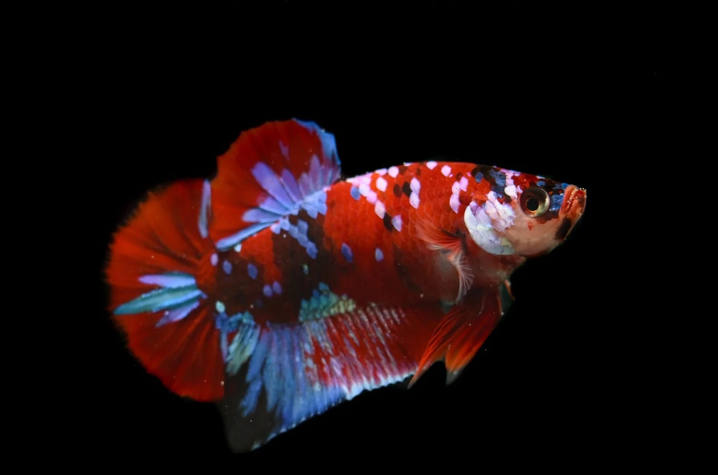 Betta PKHM Koi Male - Assorted