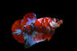 Betta PKHM Koi Male - Assorted