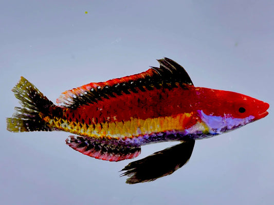 Wrasse - Naokos Fairy "Very Rare"