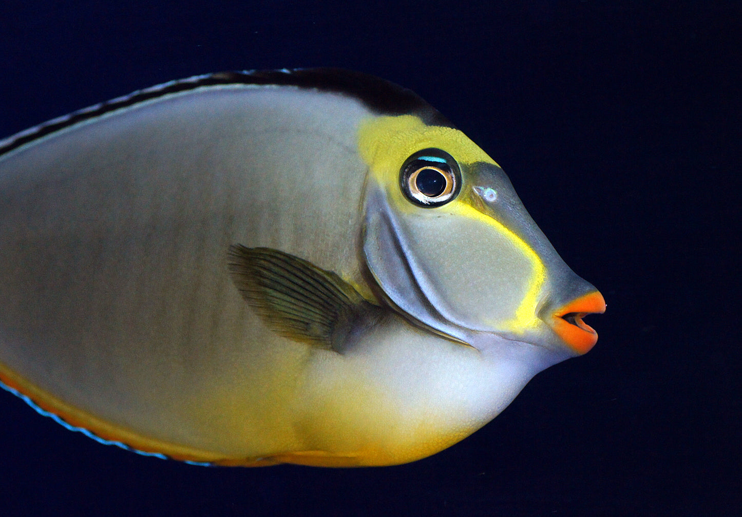 Tang Naso Lipstick (Naso lituratus)