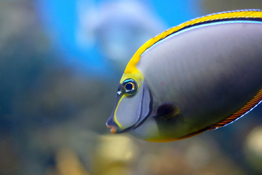 Tang Blonde Lipstick "Rare" (Naso elegans)