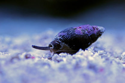 Snail Nassarius (Zombie)