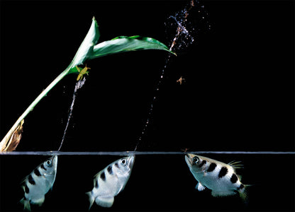 Archerfish