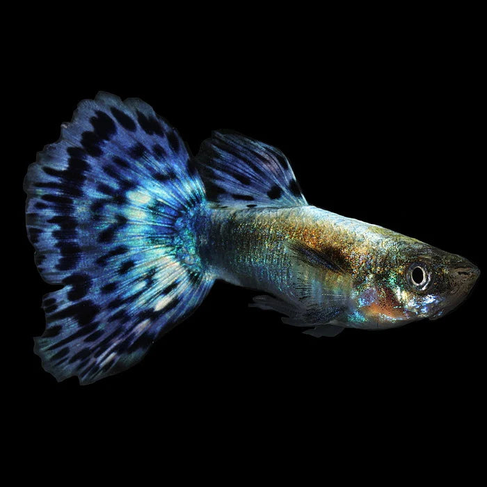 Dumbo Fin Guppy Dumbo Male - Various – Aquarium Gallery