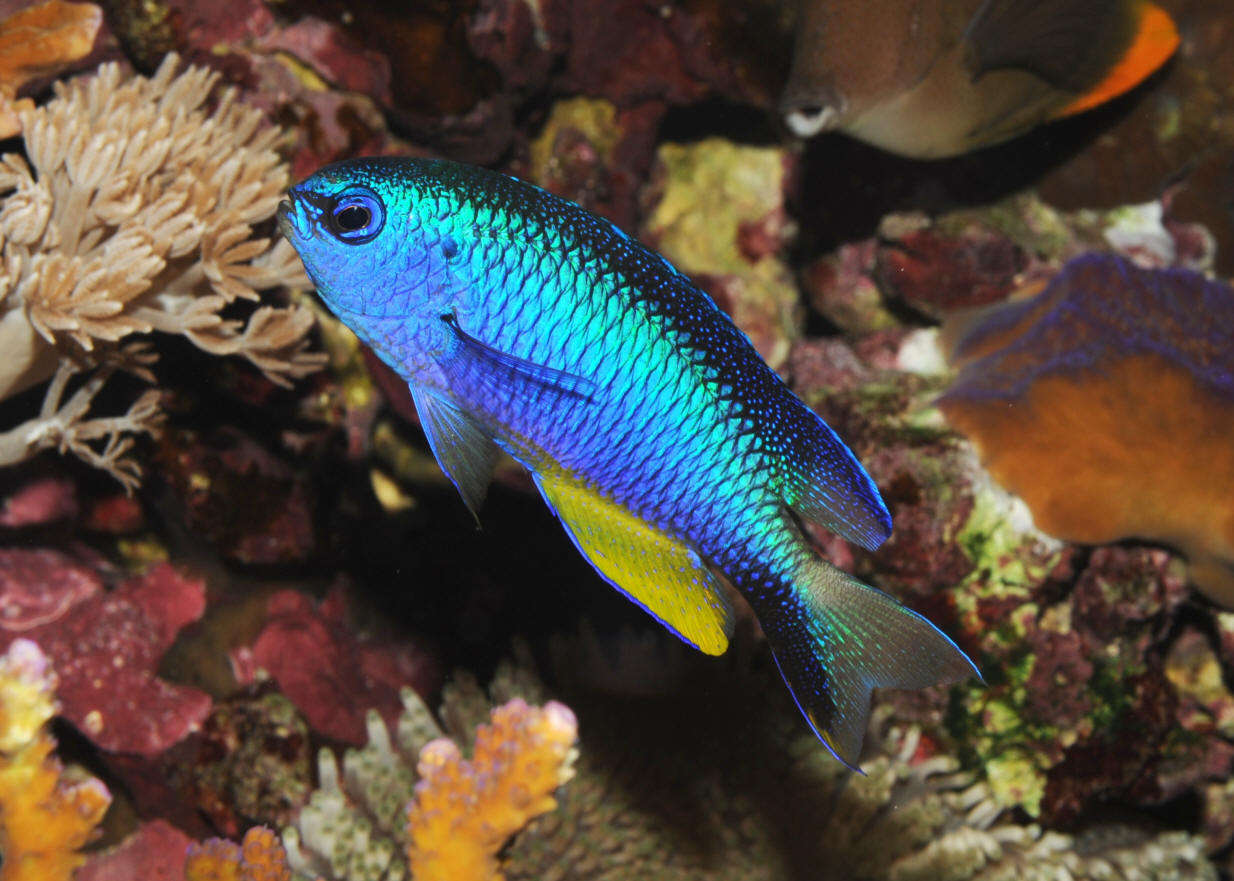 Damselfish - Allens