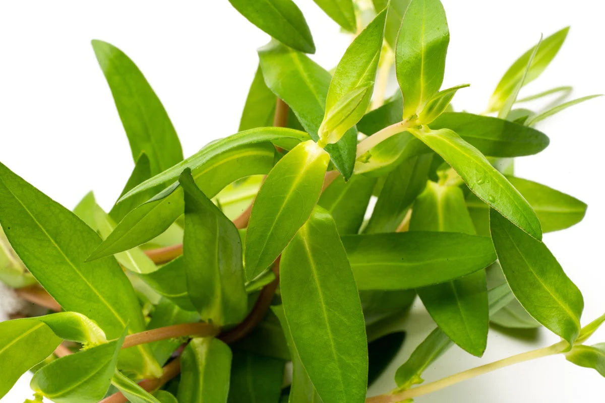 Nesea triflora