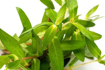 Nesea triflora
