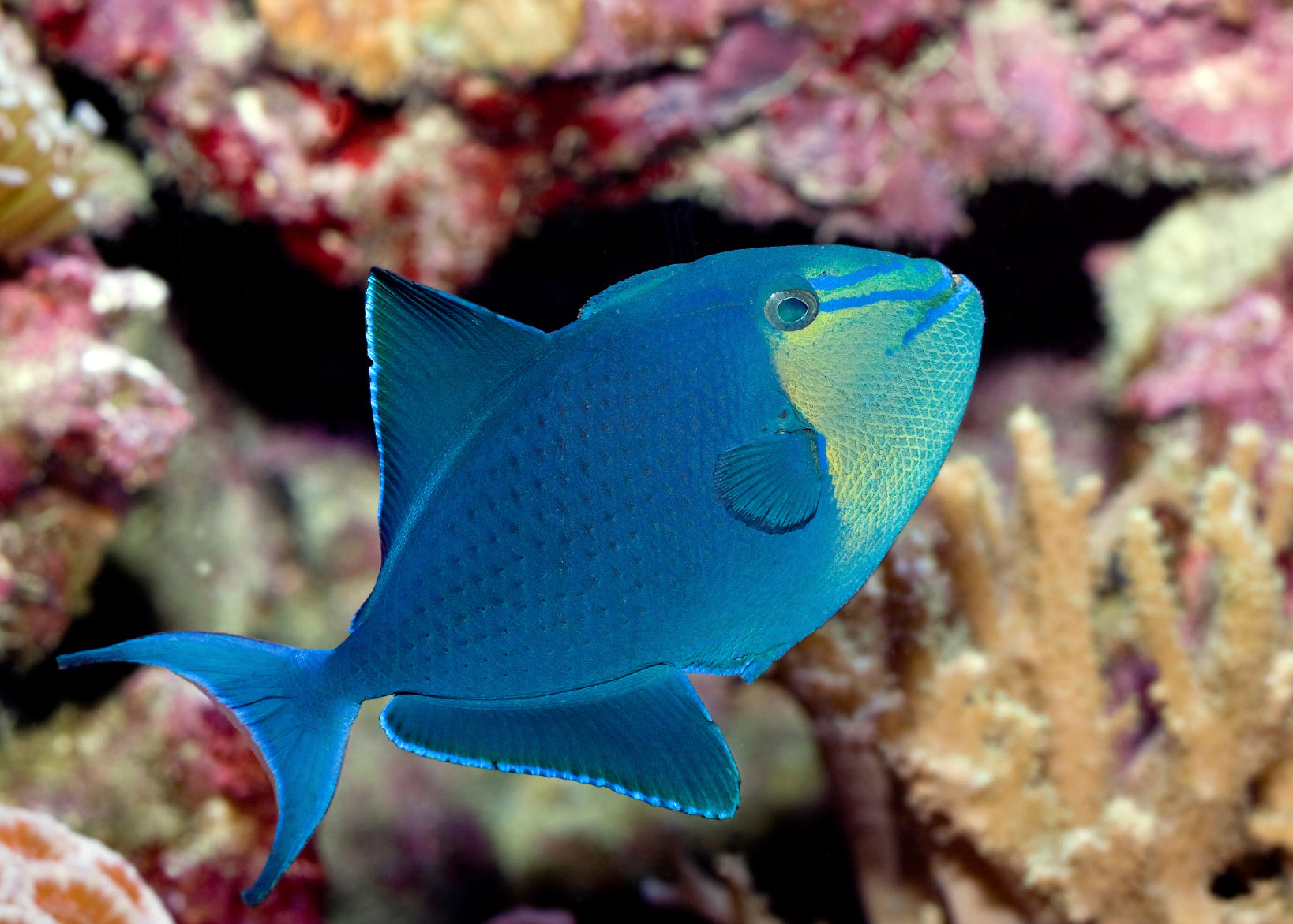 Trigger Fish - Red Tooth / Niger – Aquarium Gallery