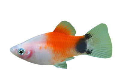 Platy Mickey Mouse -  various