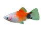 Platy Mickey Mouse -  various