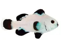 Clownfish -Black Super Storm (Amphiprion ocellaris) *Captive Bred* PAIR