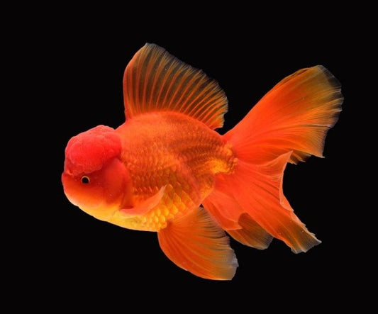Goldfish - Oranda Lionhead 6-7cm