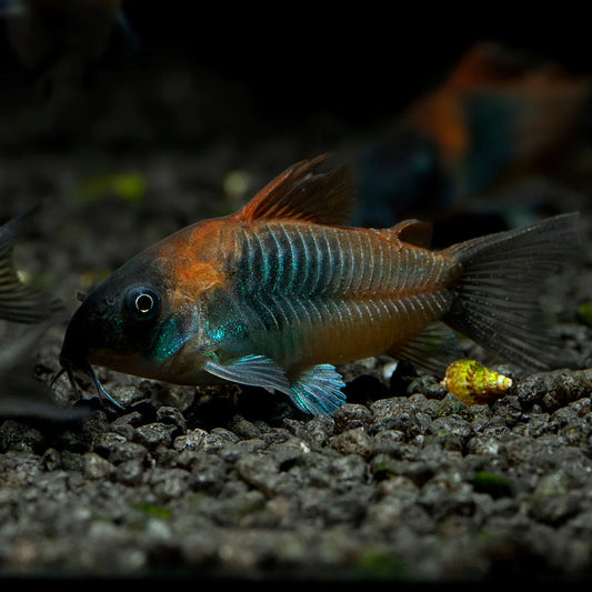 Corydora - Venezuelan Orange  (Corydoras aeneus "Venezuela")