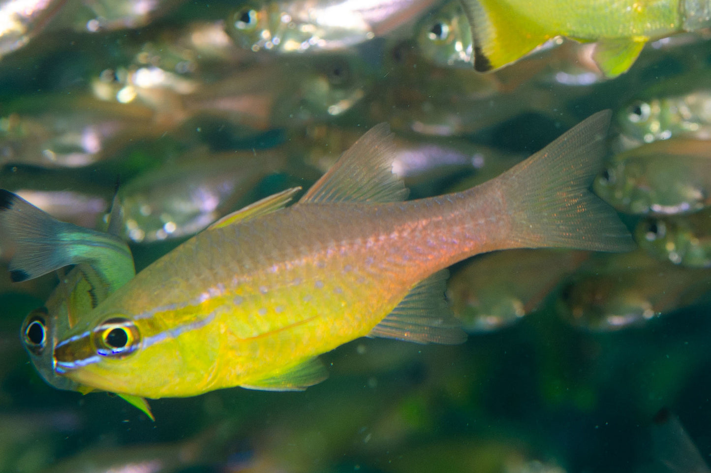Cardinalfish - Gold Belly Cardinal (Ostorhinchus apogonoides)