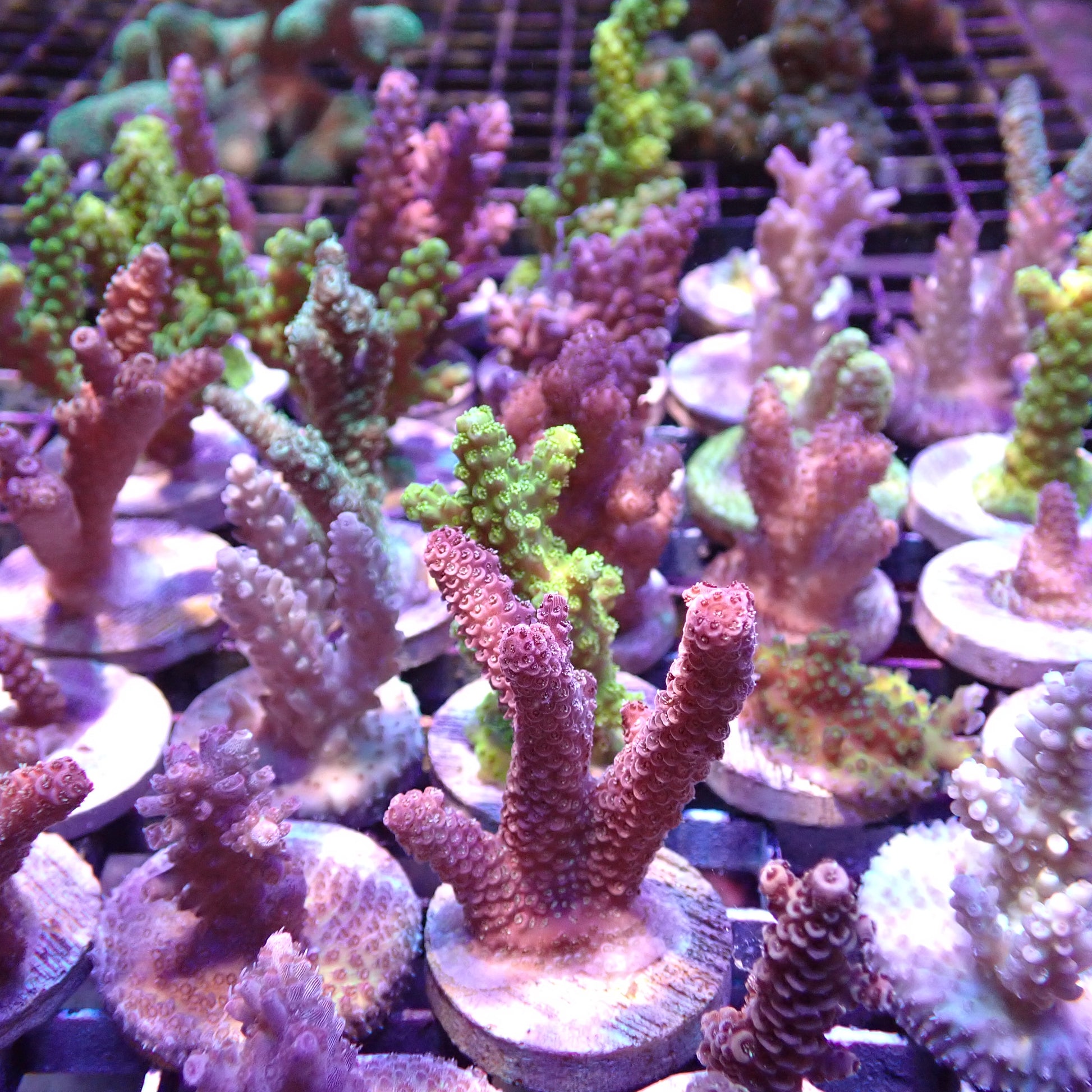 SPS Assorted Aquacultured Frags – Aquarium Gallery