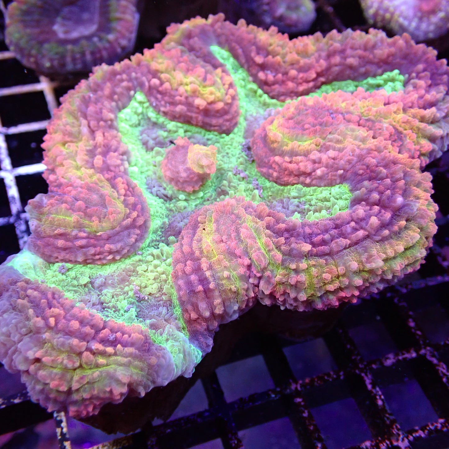 Lobed Brain Corals (Lobophyllia, Pachysepta, Symphyllia sp.)