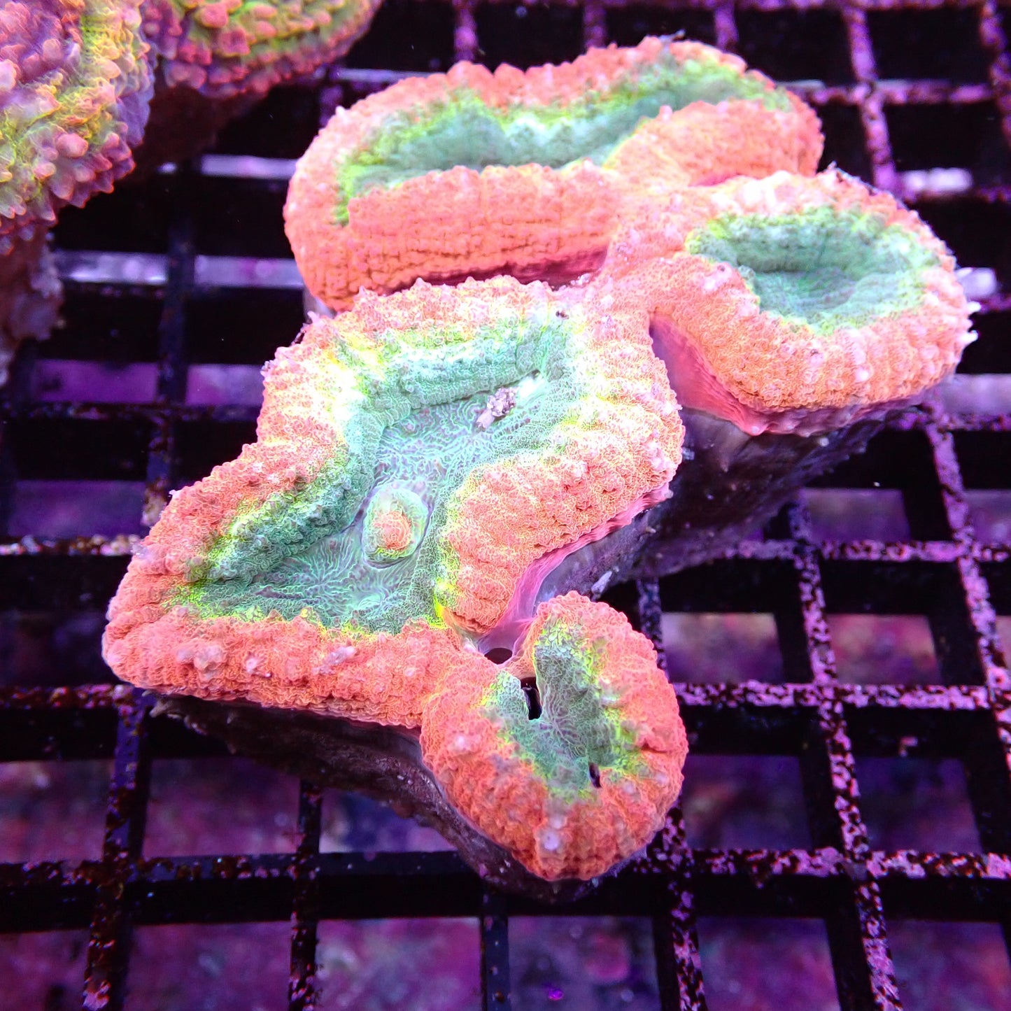 Lobed Brain Corals (Lobophyllia, Pachysepta, Symphyllia sp.)
