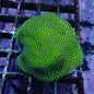 WYSIWYG Porites Green (SPS)