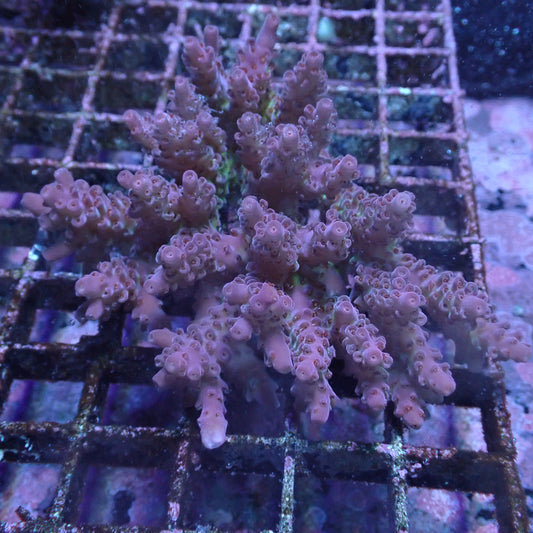 WYSIWYG Acropora sp. (A-Grade SPS) #2