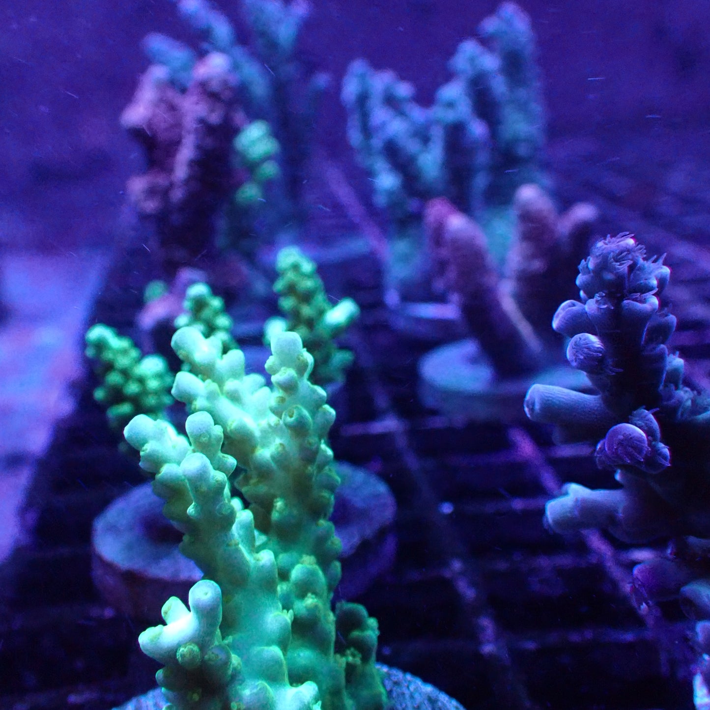SPS Assorted Aquacultured Frags