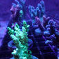 SPS Assorted Aquacultured Frags