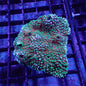 Montipora sp.
