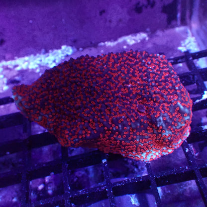 Montipora sp.