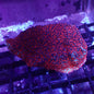 Montipora sp.