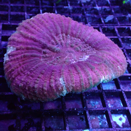 WYSIWYG Scolymia australis Large Red