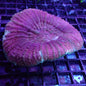 WYSIWYG Scolymia australis Large Red (LPS)