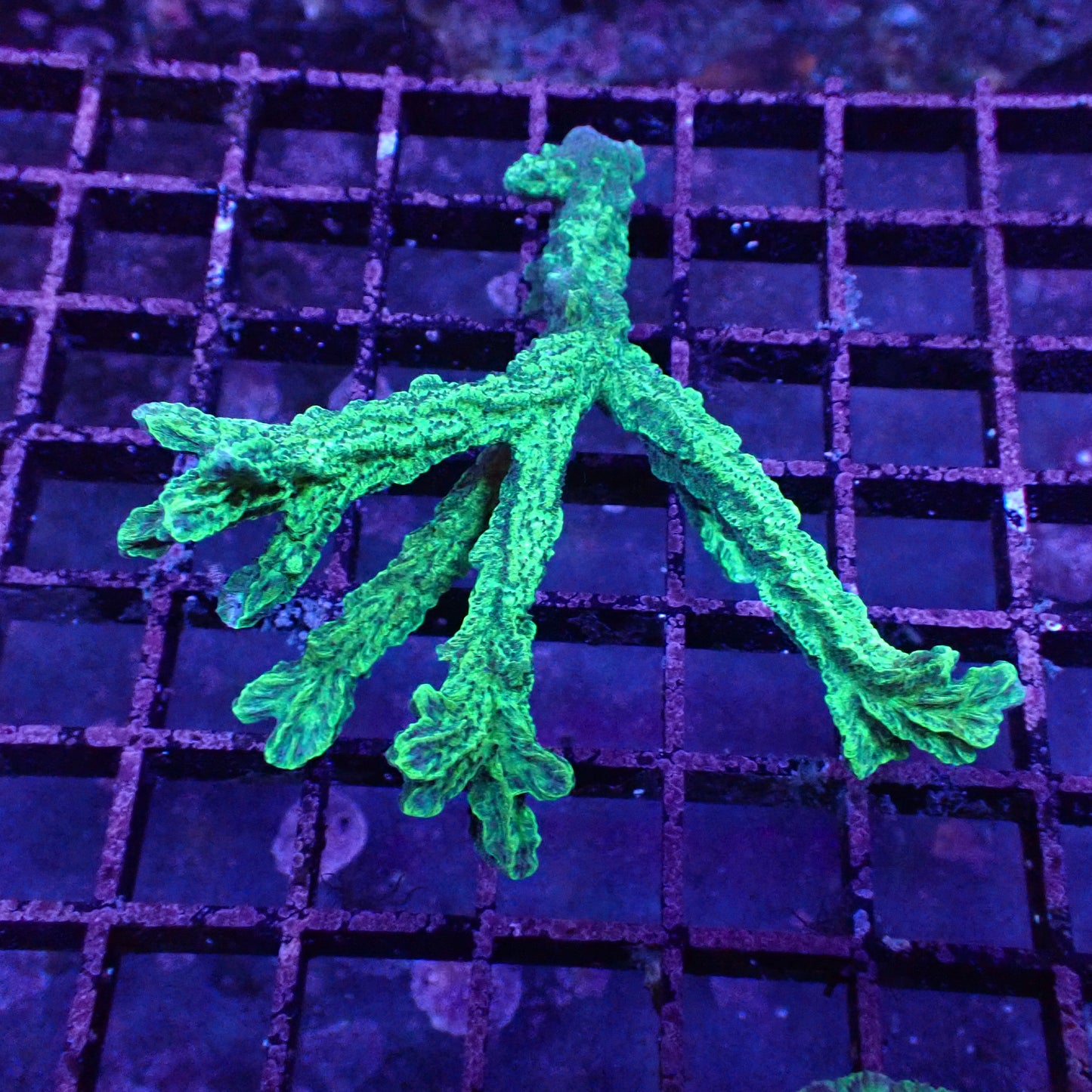 Horn Corals (Hydnophora, Merulina sp.)