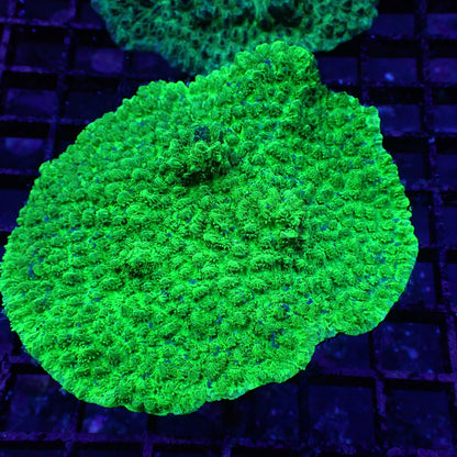 Horn Corals (Hydnophora, Merulina sp.)