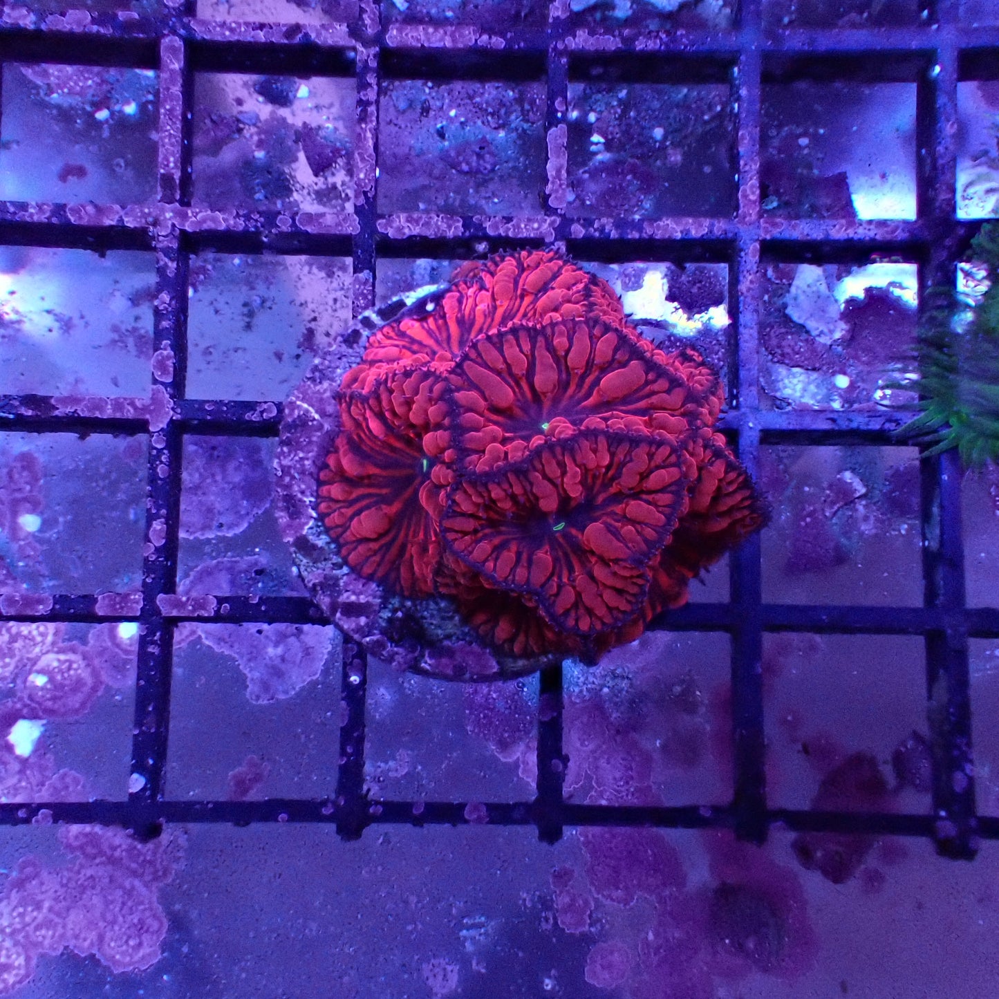 Aquacultured Coral Frags