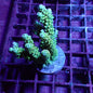 WYSIWYG Acropora Frag 1 (SPS)