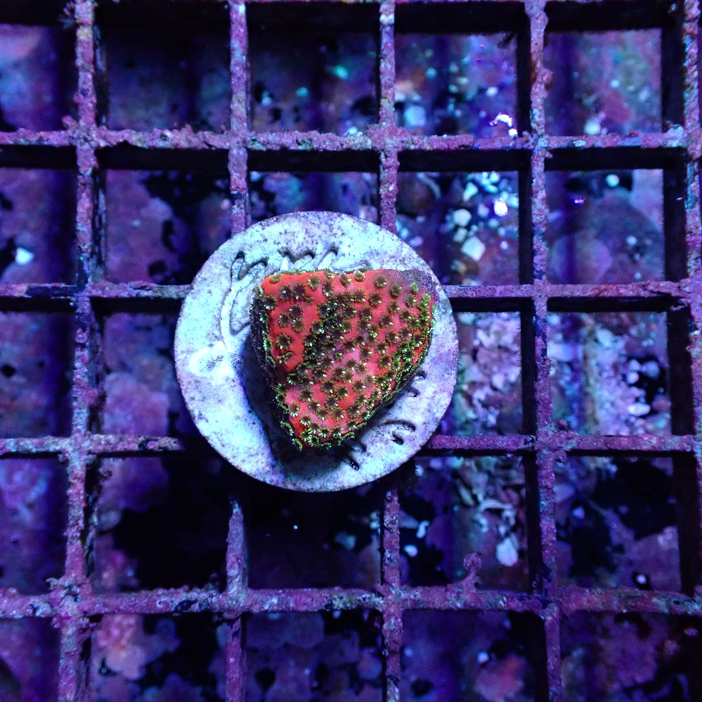 WYSIWYG Montipora Fairy Lights Frag (SPS)