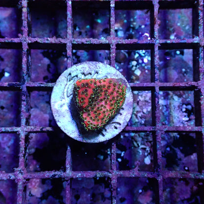 WYSIWYG Montipora Fairy Lights Frag (SPS)