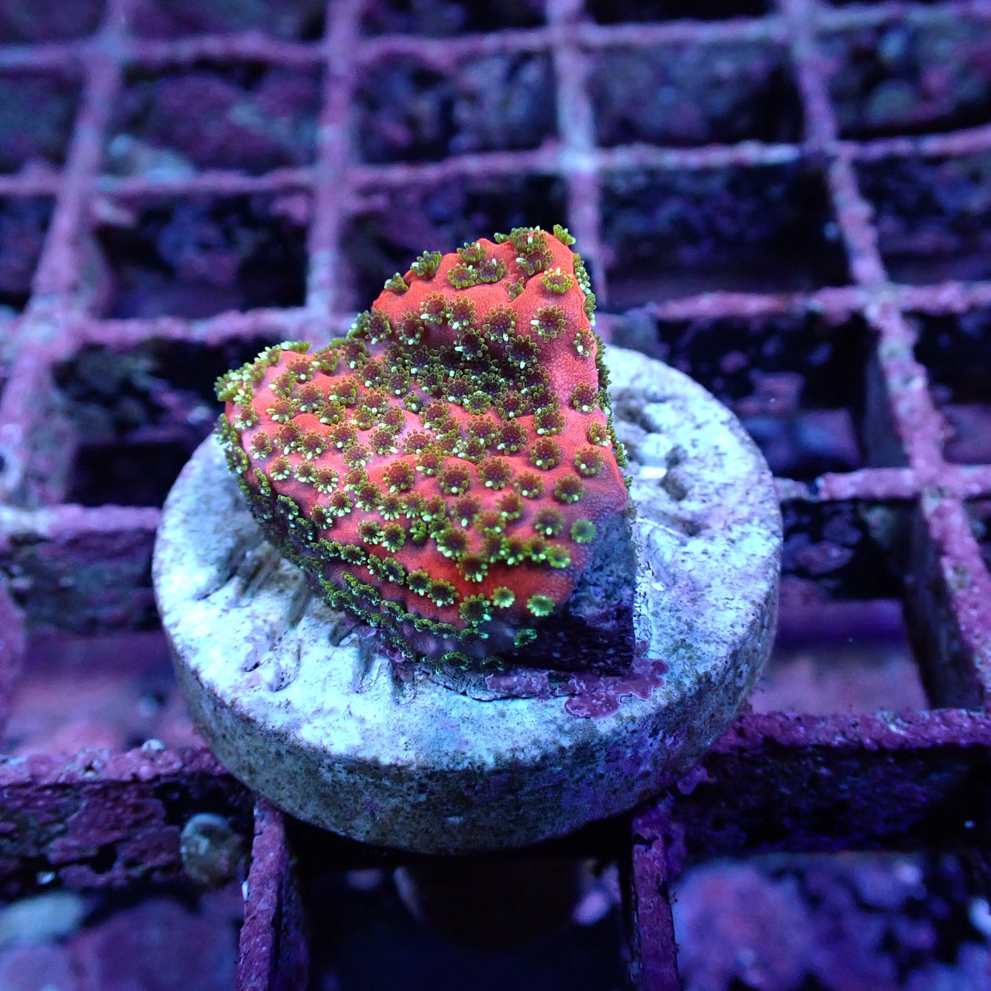 WYSIWYG Montipora Fairy Lights Frag (SPS)