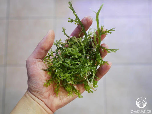 Macro Algae - Caulerpa racemosa