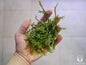 Macro Algae - Caulerpa racemosa