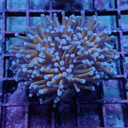Torch Corals (Euphyllia glabrescens.)